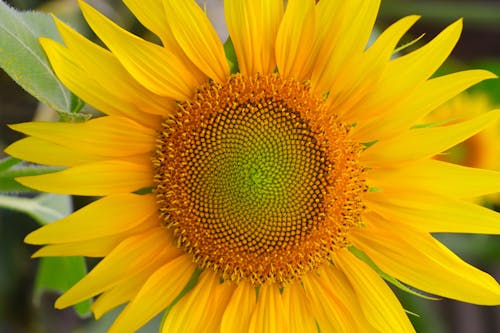 A Close-up Shot of Yellow Sunflower in Full Bloom