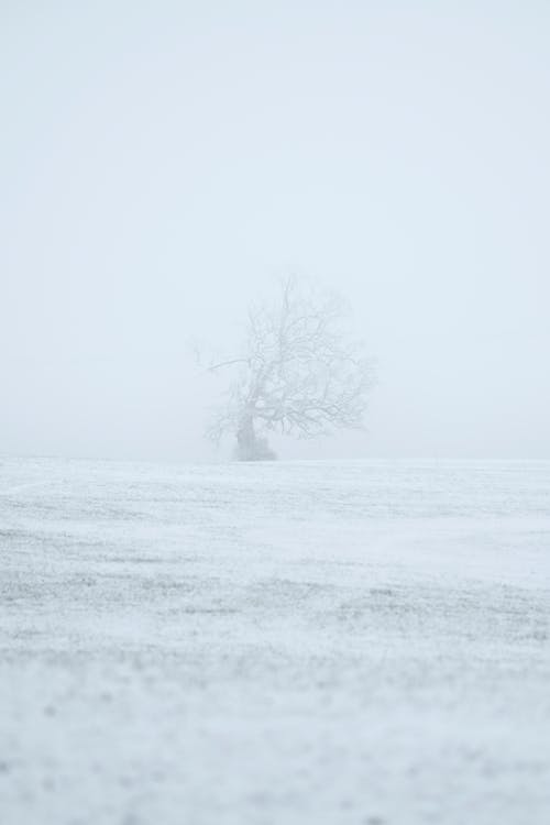 Photos gratuites de arbre nu, blanc, blanc comme neige