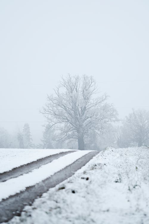 Gratis stockfoto met besneeuwd, bevroren, bladerloos