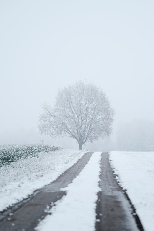 Road in Winter Rural Scenery
