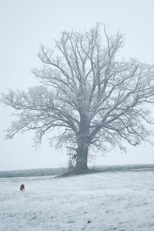 Gratis stockfoto met boom, hond, kou