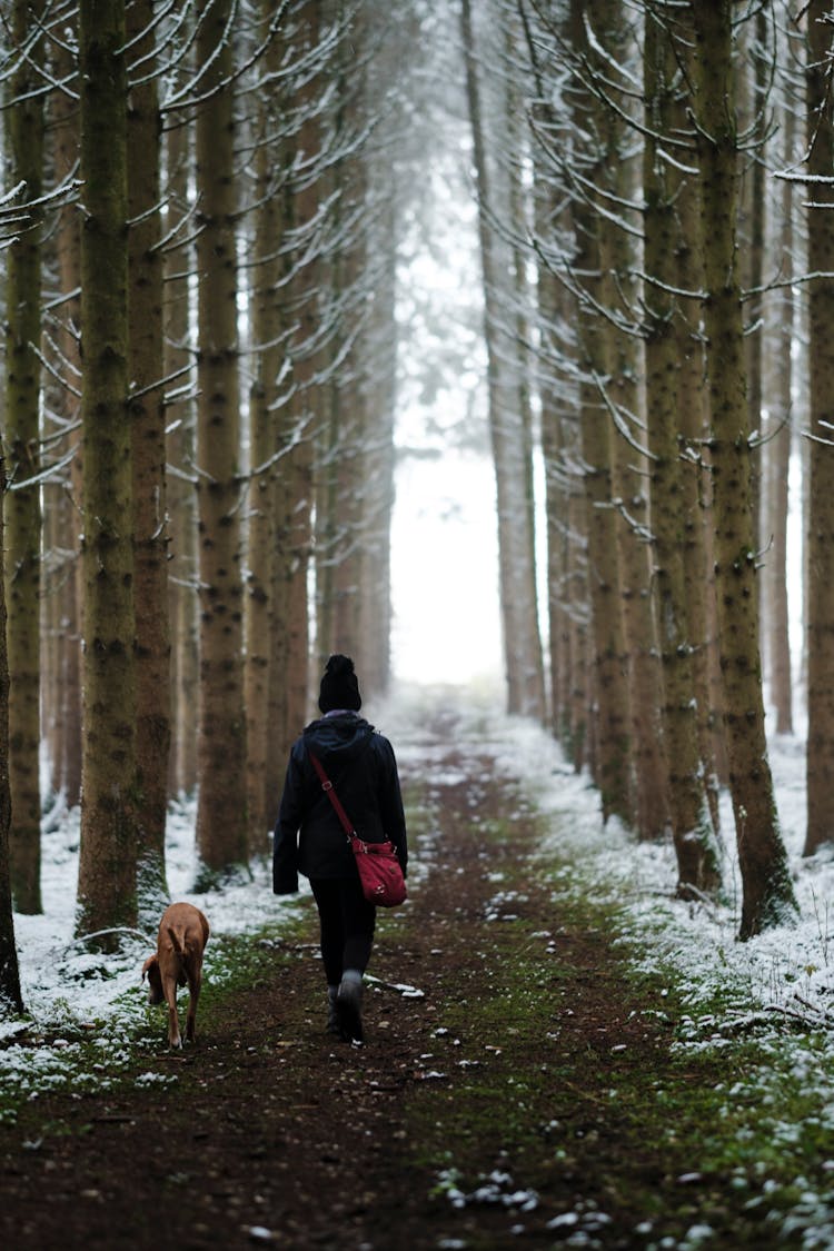 Woman Walking With A Dog In A Forest 