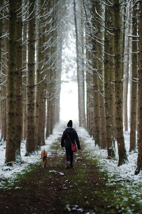 Photos gratuites de brouillard, chemin de terre, chien