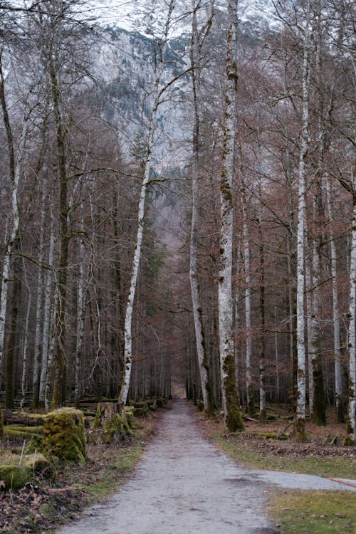 垂直拍攝, 戶外, 森林 的 免費圖庫相片