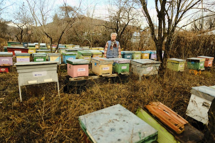 Man Among Beehives