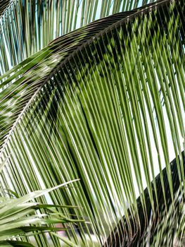 Detailed close-up of lush green palm leaves with sunlight filtering through.