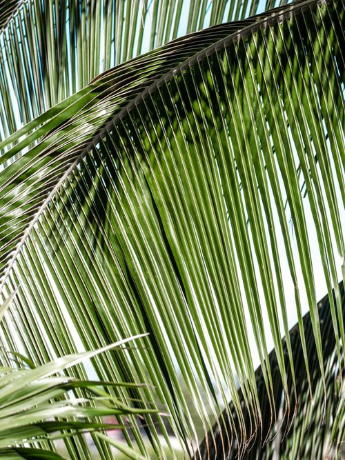 Free Detailed close-up of lush green palm leaves with sunlight filtering through. Stock Photo