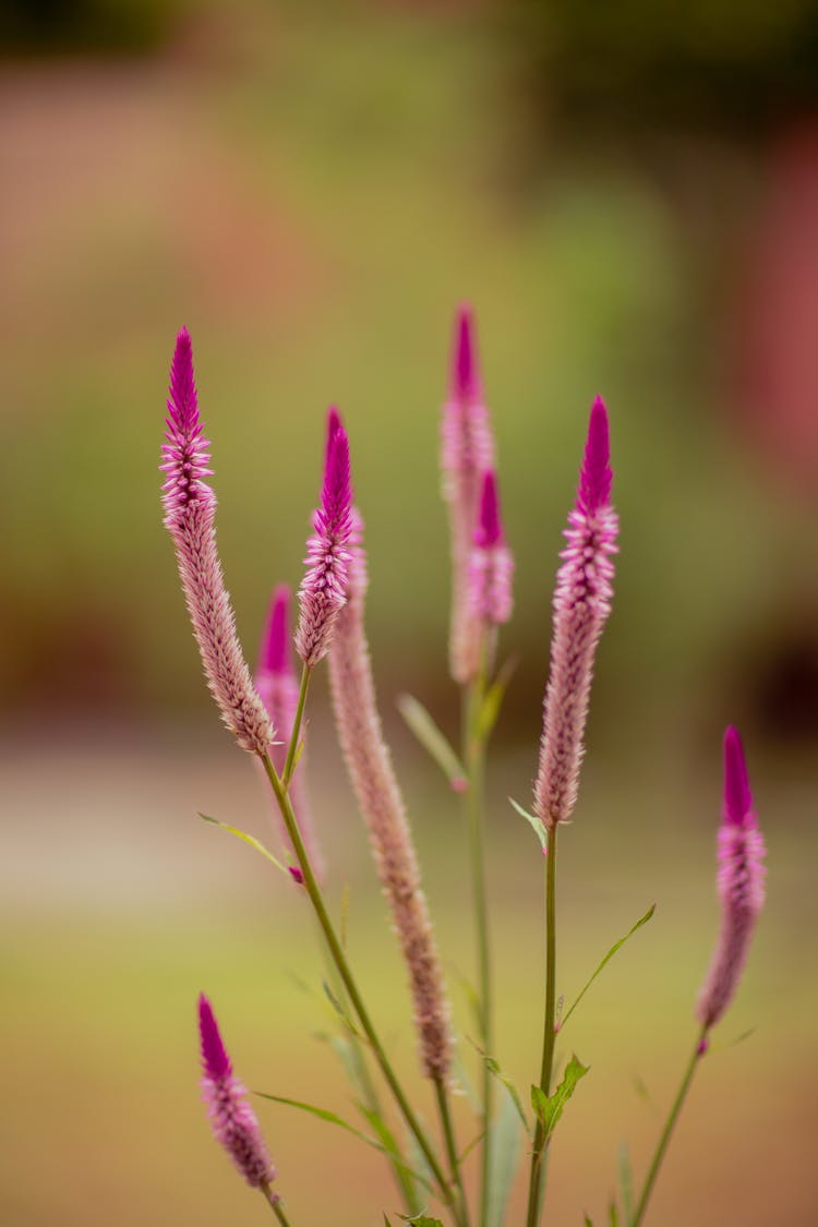 Close-up Of Spicata Celosia