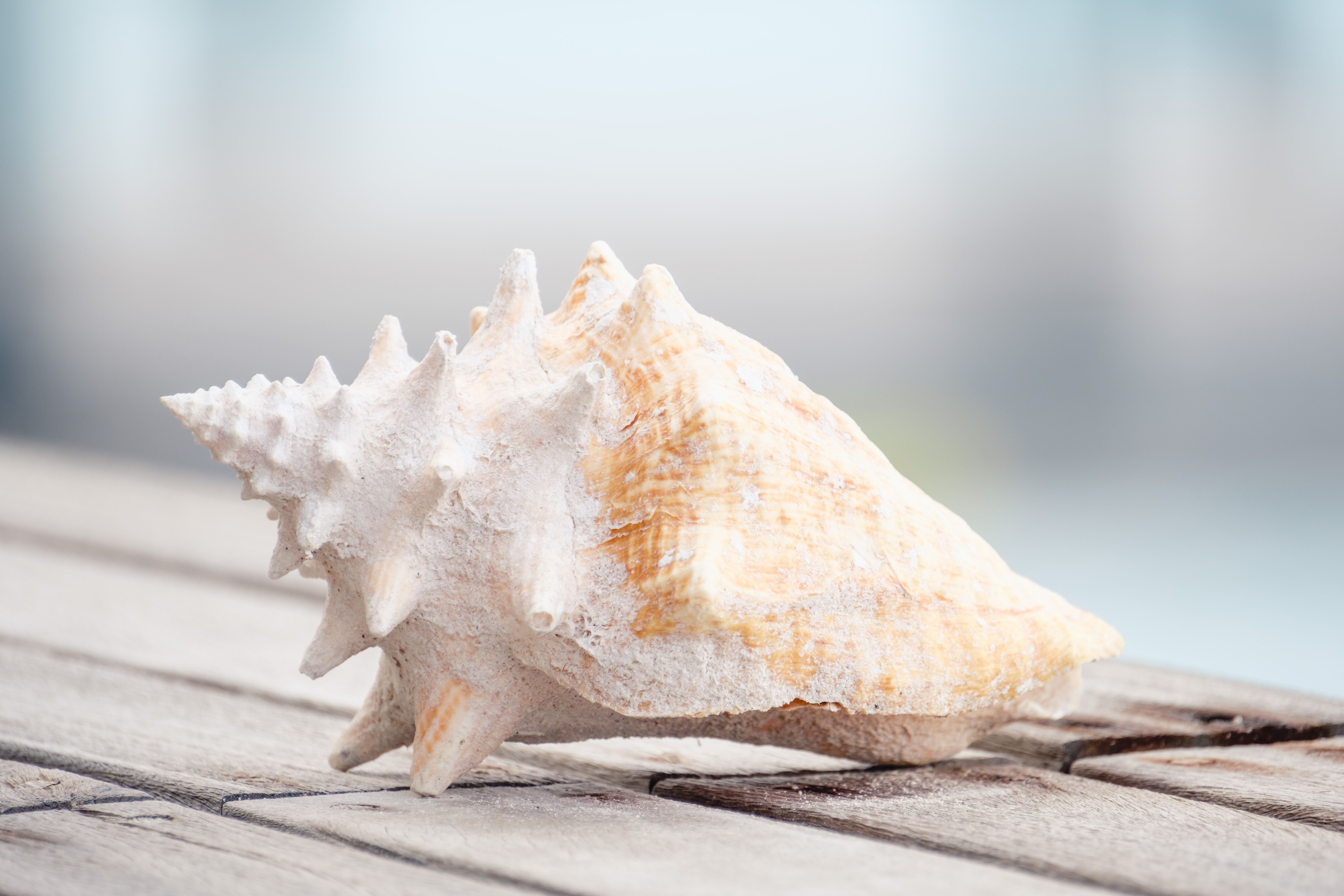 Are all conch venomous? - The Institute for Environmental Research and ...