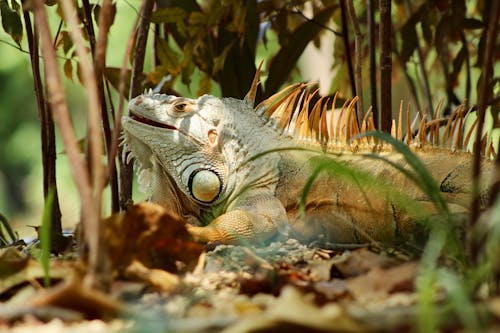 Close-Up Shot of an Iguana 