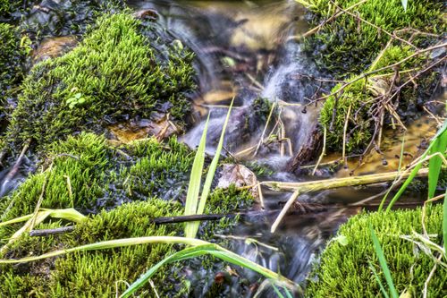 Free Close-up of vibrant moss surrounding a gentle stream, creating a serene natural scene. Stock Photo