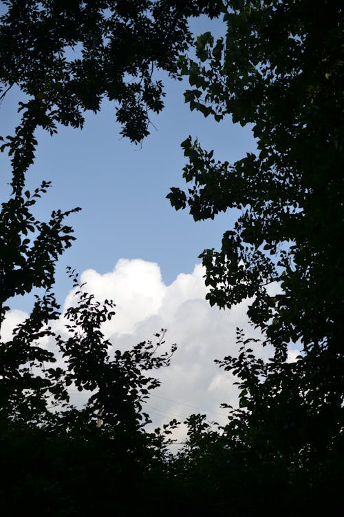 Kostenloses Stock Foto zu aufnahme von unten, blauer himmel, grüne blätter