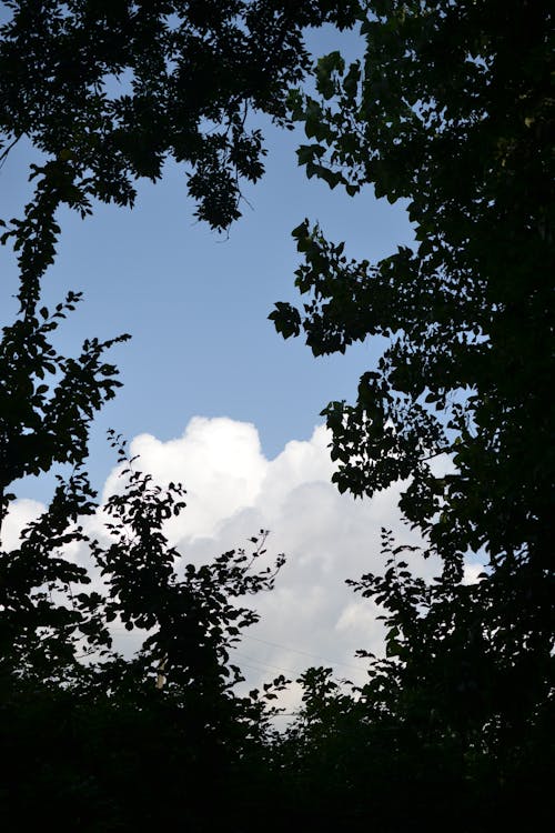 Photos gratuites de beau ciel, ciel bleu, contre-plongée