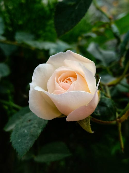 Close-up of Blooming Rose on Bush