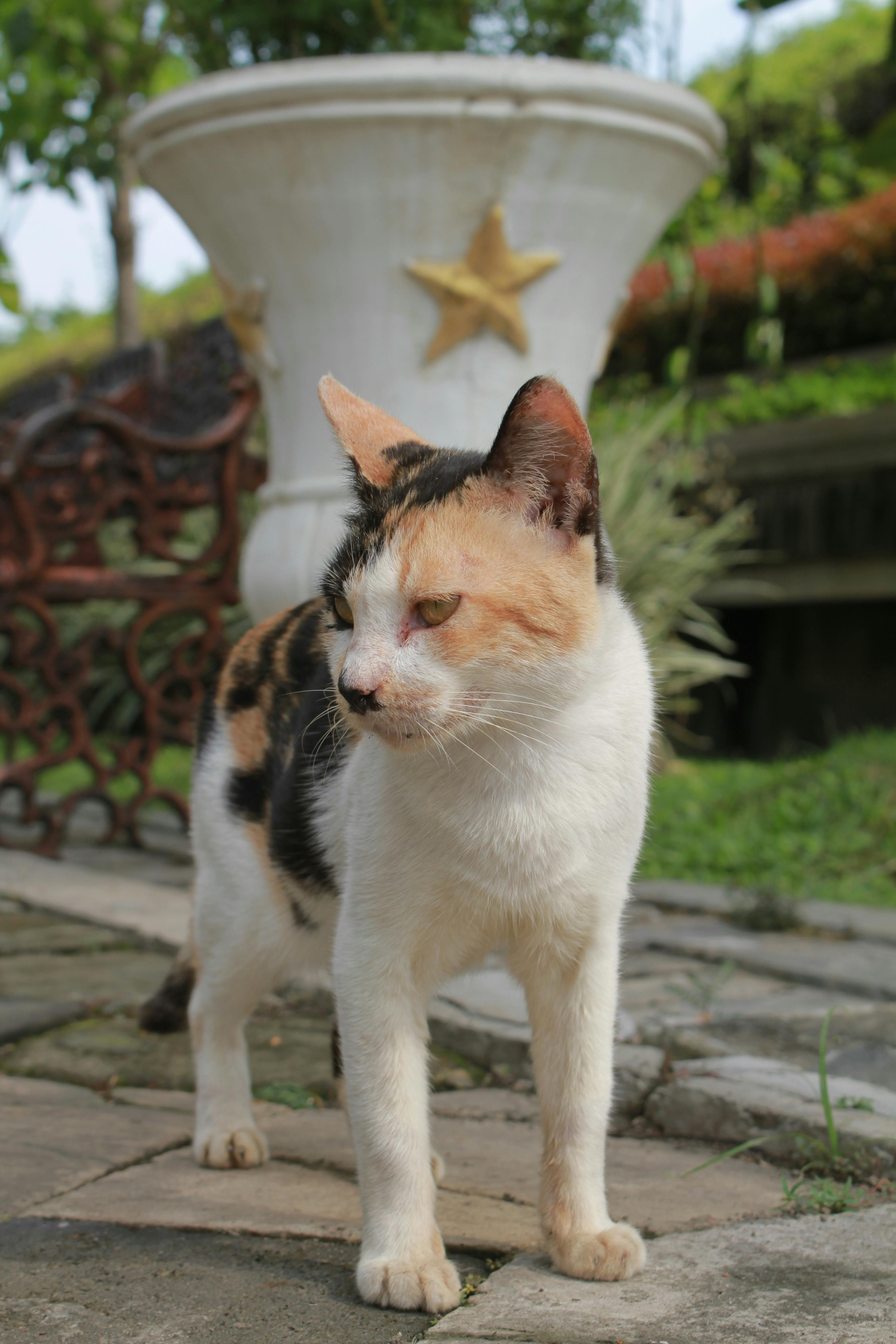 photograph of a calico cat