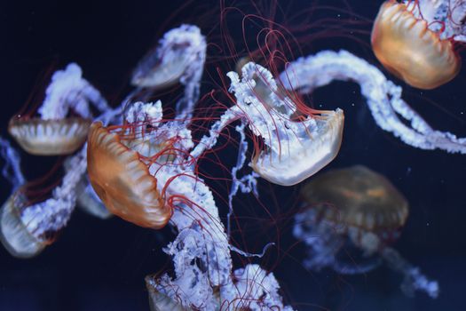 Close-up of Jellyfish in an Aquarium 
