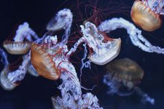 Napantao Marine Sanctuary