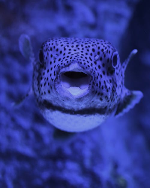 Δωρεάν στοκ φωτογραφιών με pufferfish, γκρο πλαν, ενυδρείο