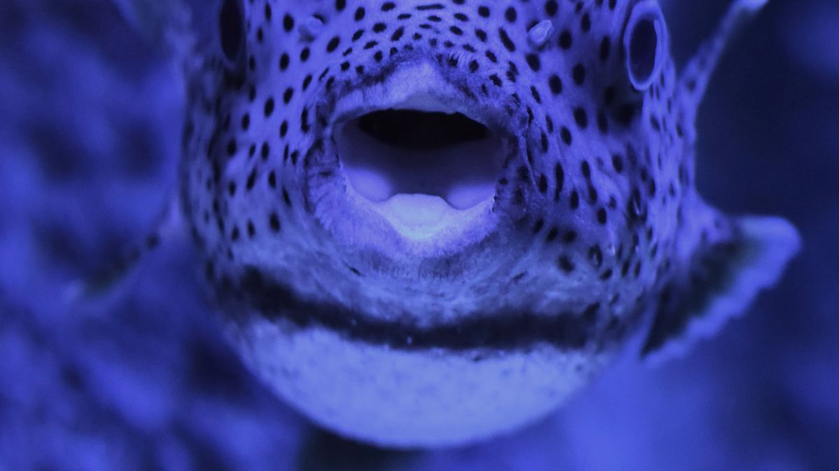 Pea Puffer Tank Mates: Why Species-Only Is Safest