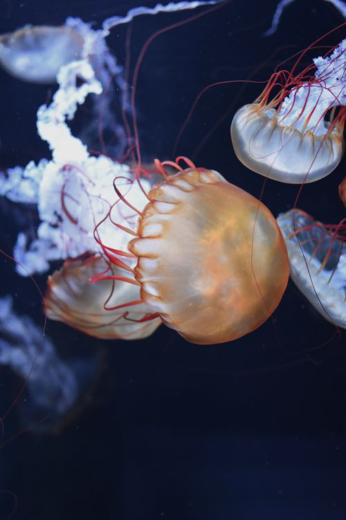 Free Close-up of vibrant jellyfish with translucent tentacles swimming underwater. Stock Photo