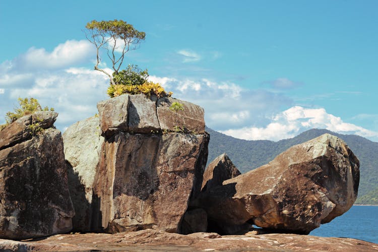 Tree Growing On Rock Near Sea