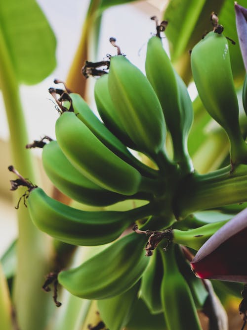 Immagine gratuita di avvicinamento, banane, crescendo