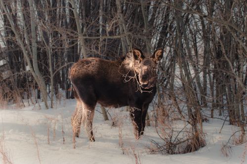 Free A large moose stands in a snowy forest during winter, surrounded by bare trees. Stock Photo