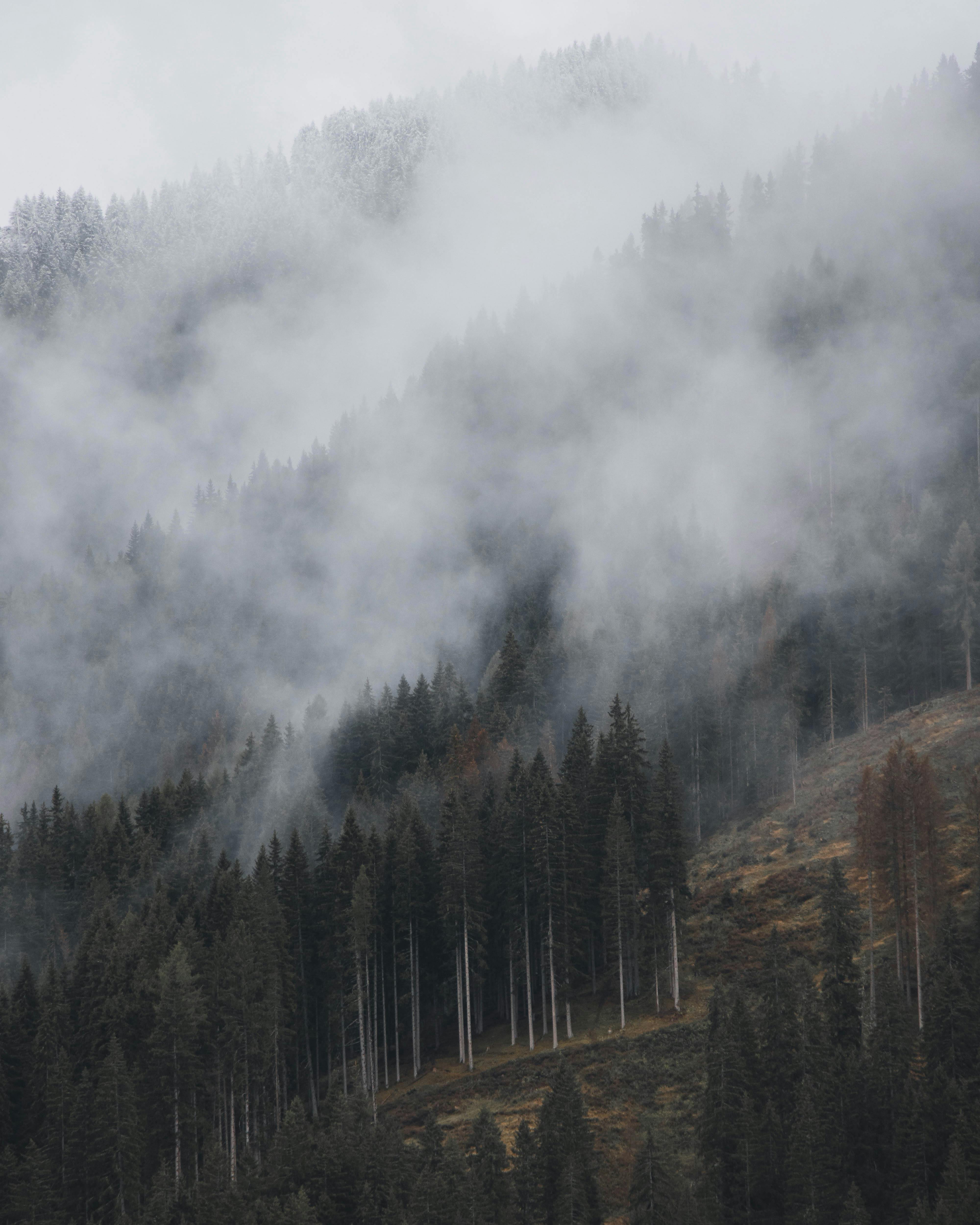 fog and clouds over forest on hill