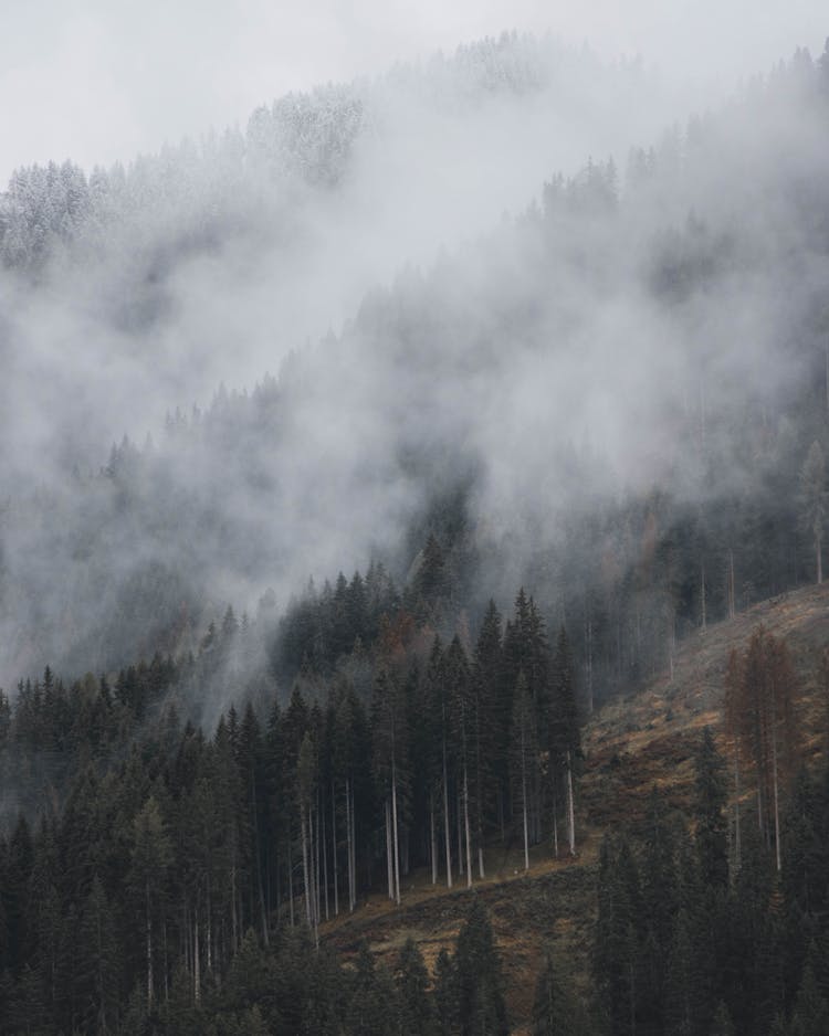 Fog And Clouds Over Forest On Hill