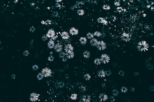 Gratuit Imagine de stoc gratuită din aster, floare, floră Fotografie de stoc