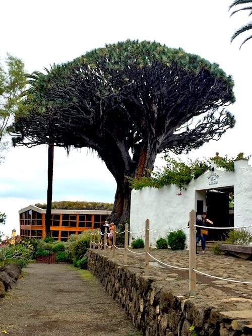 A Dragontree near a Pavement 