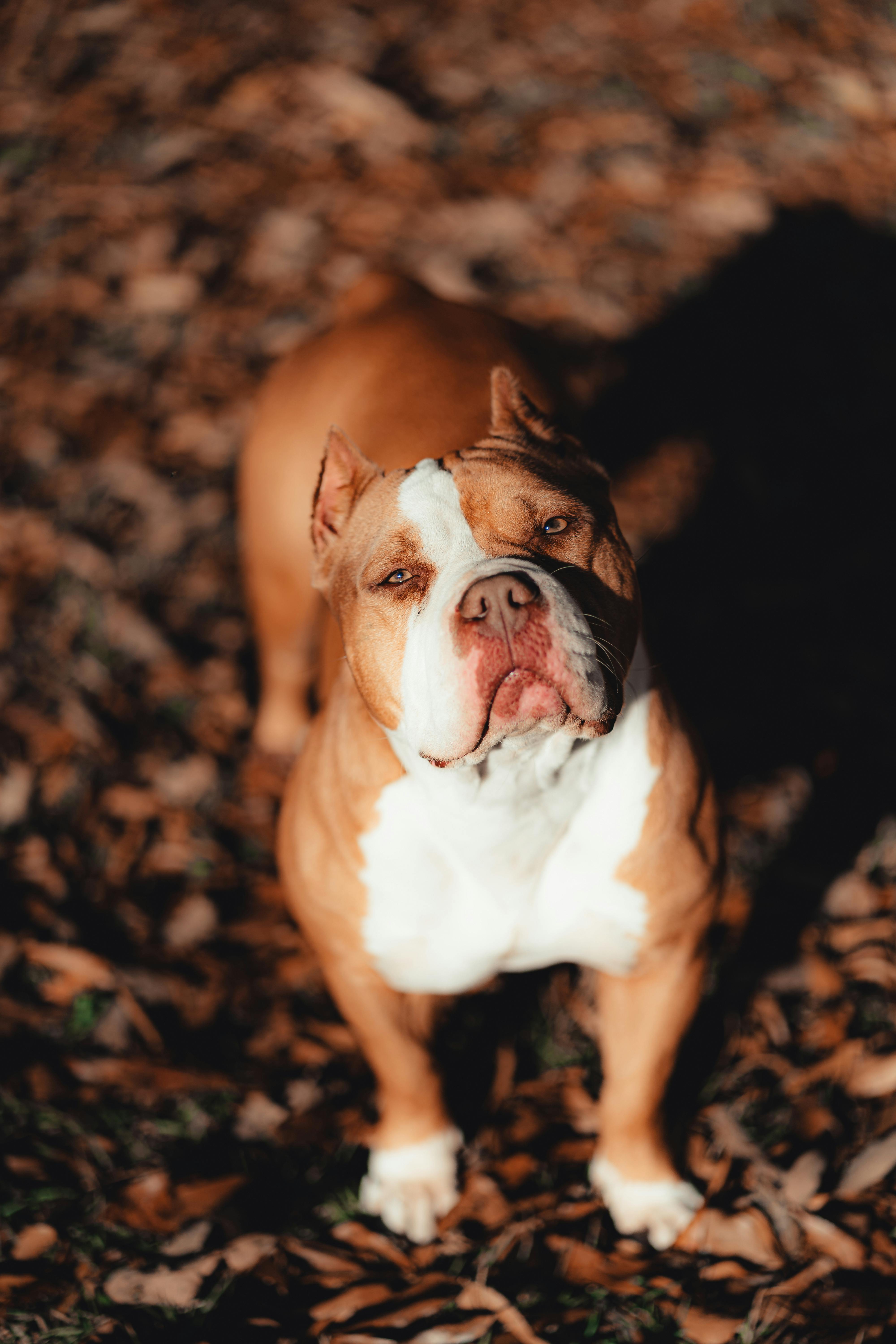 American Bully Pocket Stock Photo - Download Image Now - American