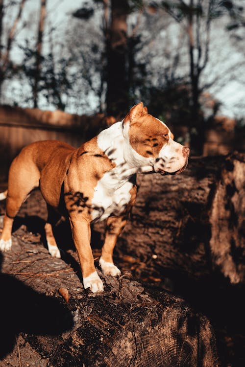60+ Free Bully Dog & American Bully Images - Pixabay
