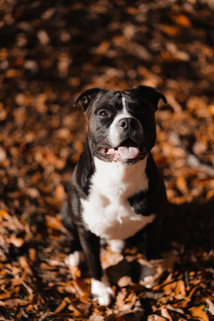 A Staffordshire Bull Terrier 