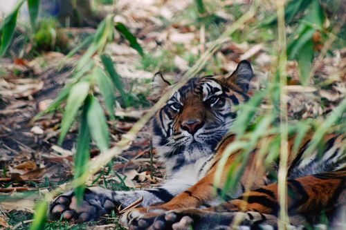 Free A Bengal tiger rests beneath lush foliage, displaying its striking stripes. Stock Photo