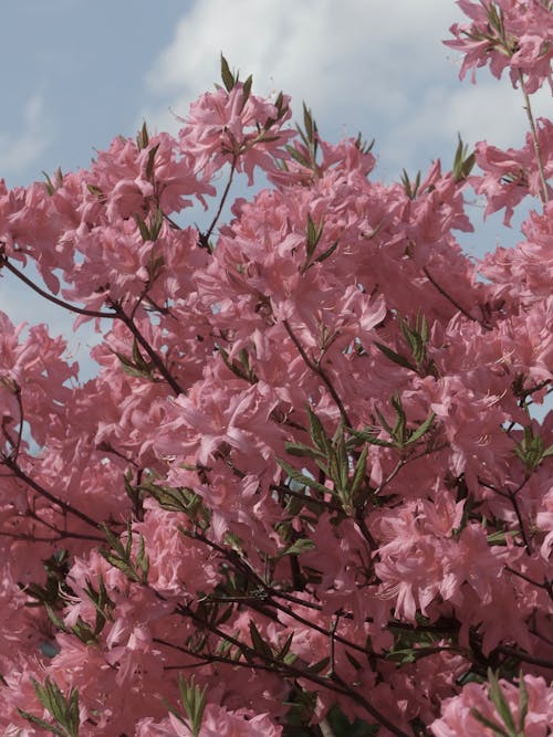 Kostnadsfri bild av blomfotografi, blomma, flora