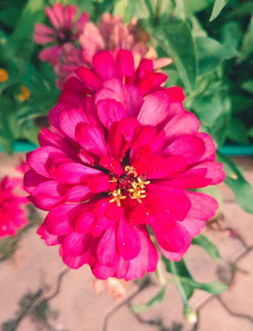 Free Close-up of a vivid pink zinnia flower blooming in a garden setting. Stock Photo