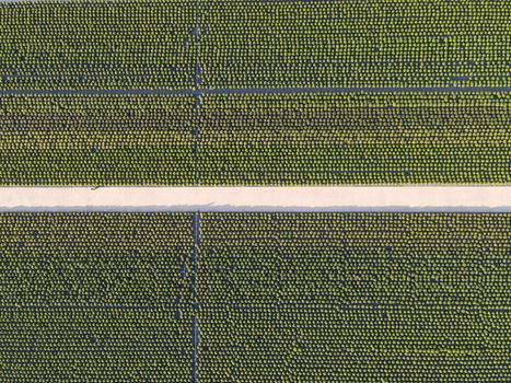 Flowers on Fields in Overhead View