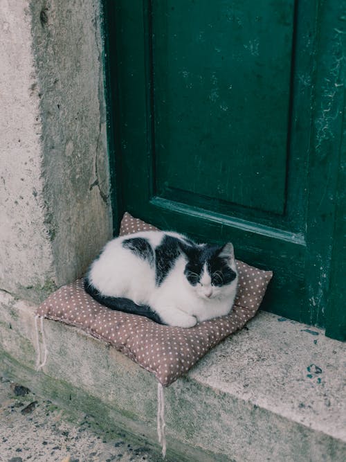 Cat on a Pillow in the Doorway 