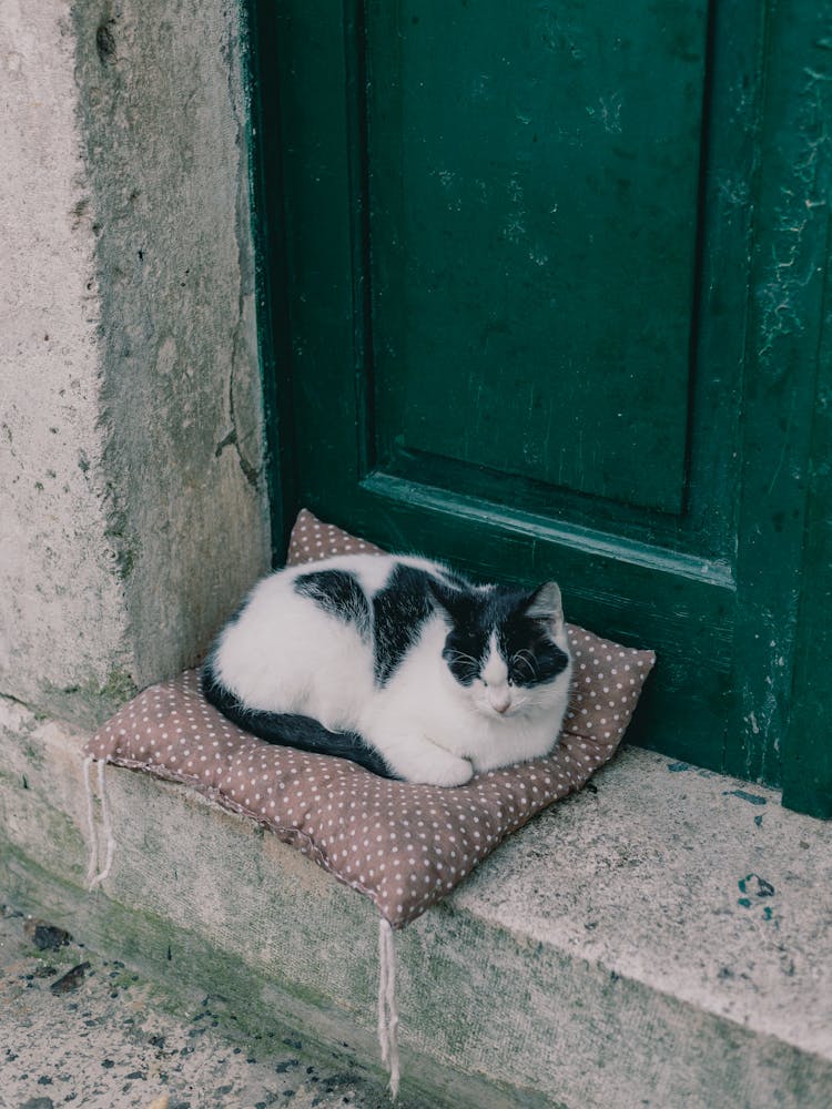 Cat On A Pillow In The Doorway 