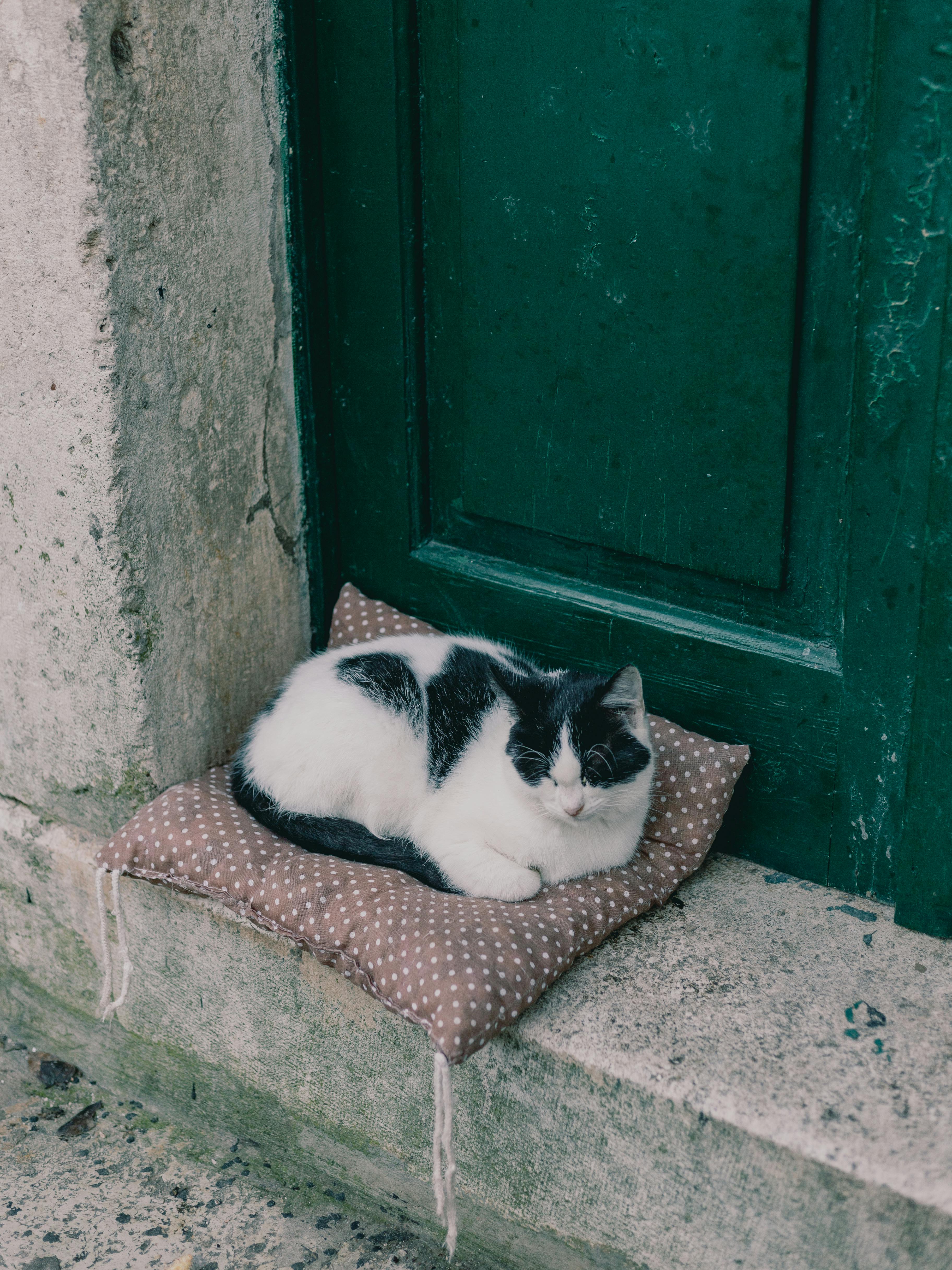 Cat shop in doorway