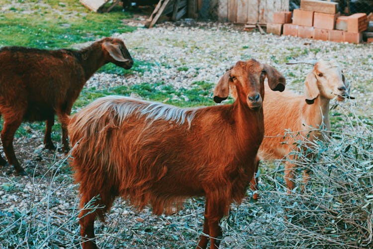 Goats Grazing In Green Grass In Yard