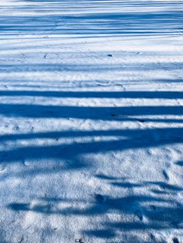 Blue shadows stretch over pristine white snow, creating a serene winter scene.