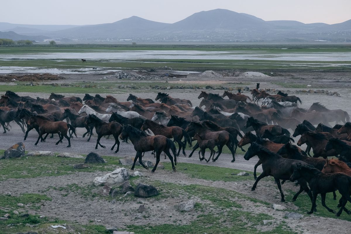 A large herd of horses galloping across a grassy plateau, dust kicked up off their hooves, distant mountains flattened by the speed of the thing.