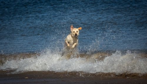 Free A joyful Labrador Retriever leaps through ocean waves at a sandy beach. Stock Photo