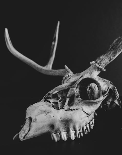 Close-up of a Deer Skull 