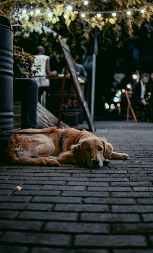 Darmowe zdjęcie z galerii z brązowy pies, czekanie, fotografia zwierzęcia