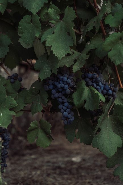 Close-up of a grapevine with ripe purple grapes surrounded by lush green leaves.