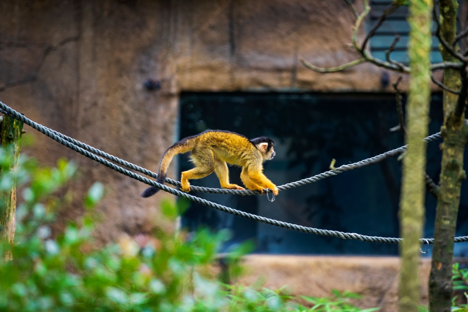 Squirrel Monkey Walking on the Rope
