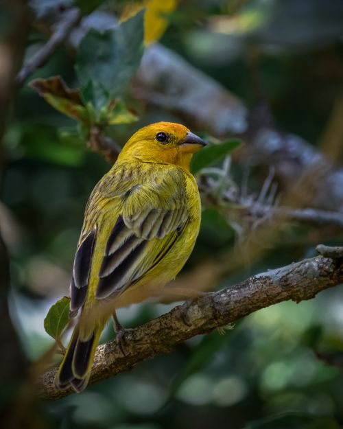 Free A vibrant Saffron Finch perched on a branch, showcasing its bright yellow plumage, captured with selective focus in Itatiba, Brazil. Stock Photo